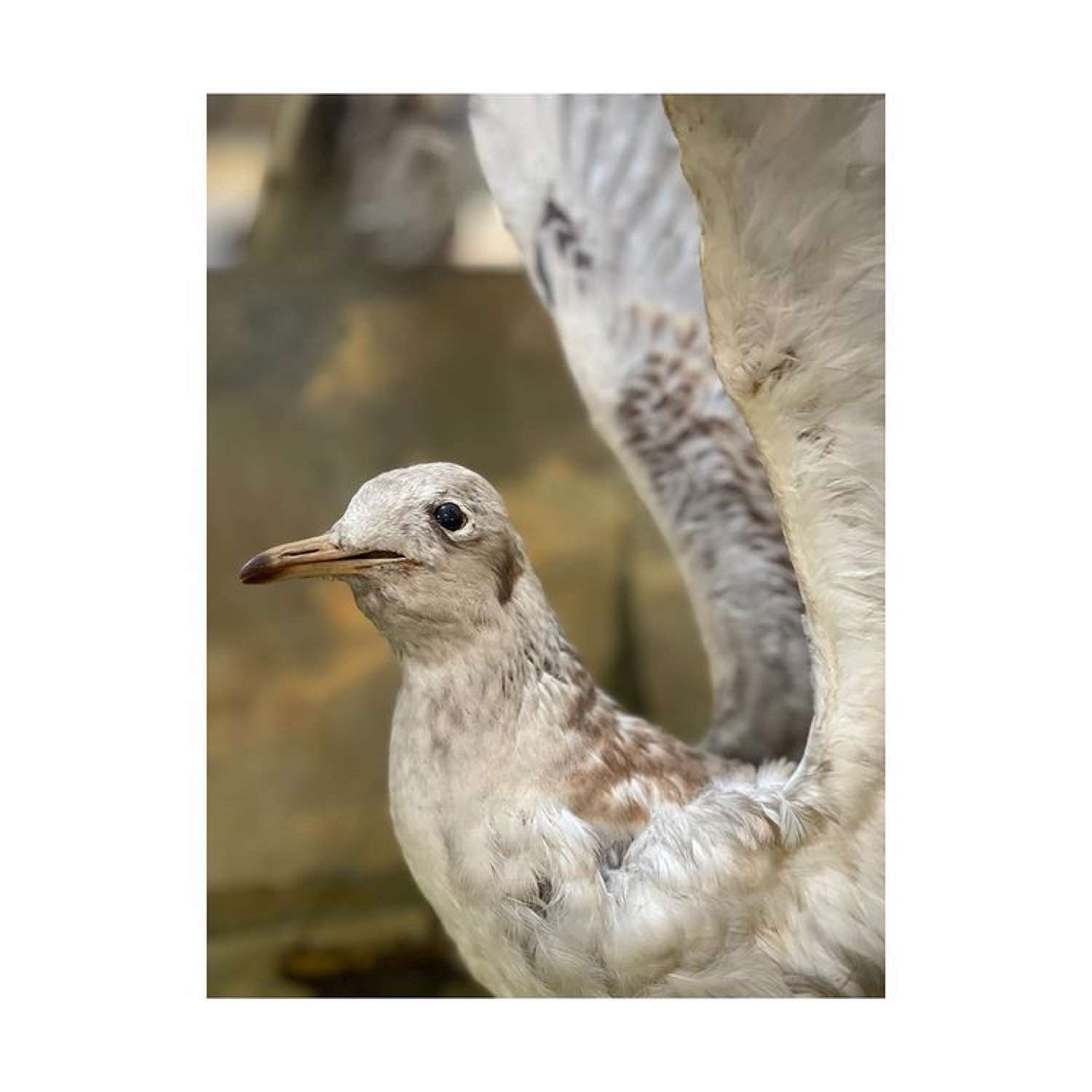 Seagull Taxidermy