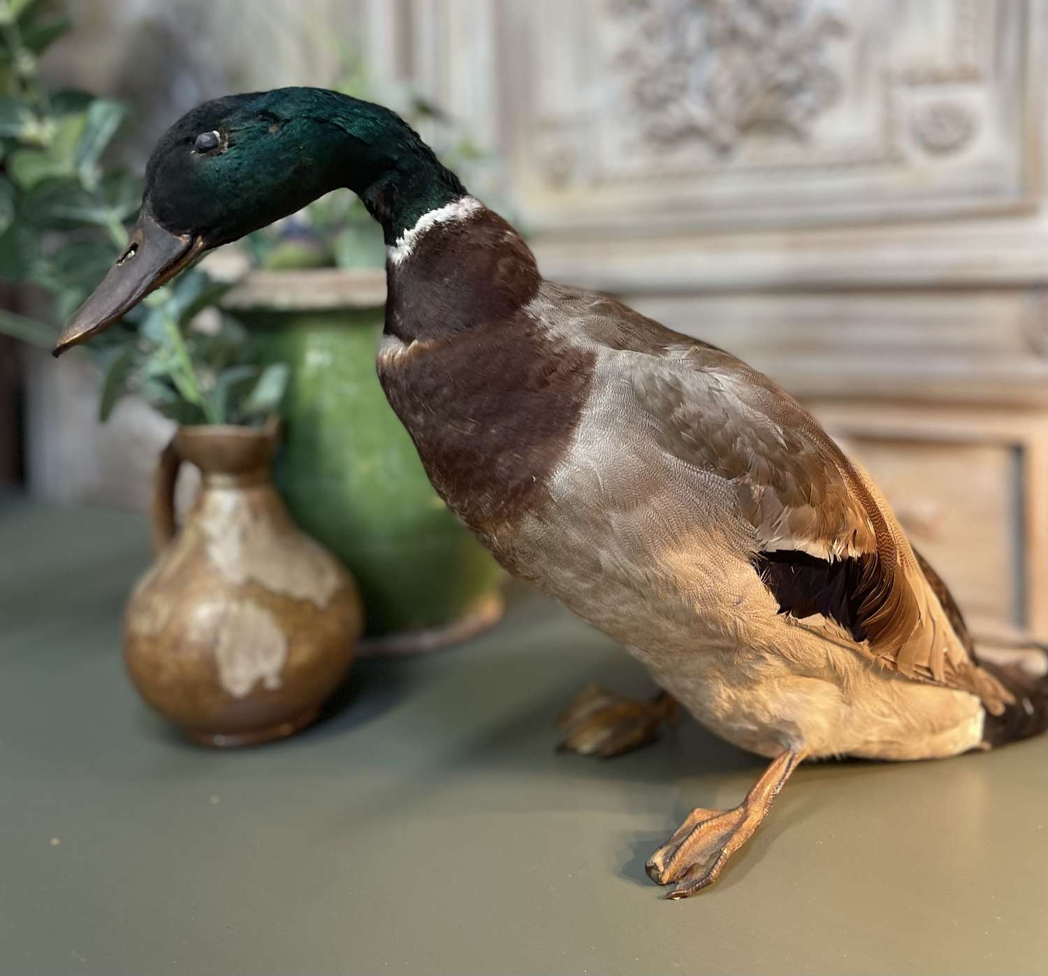 VintageTaxidermy of a Mallard Duck